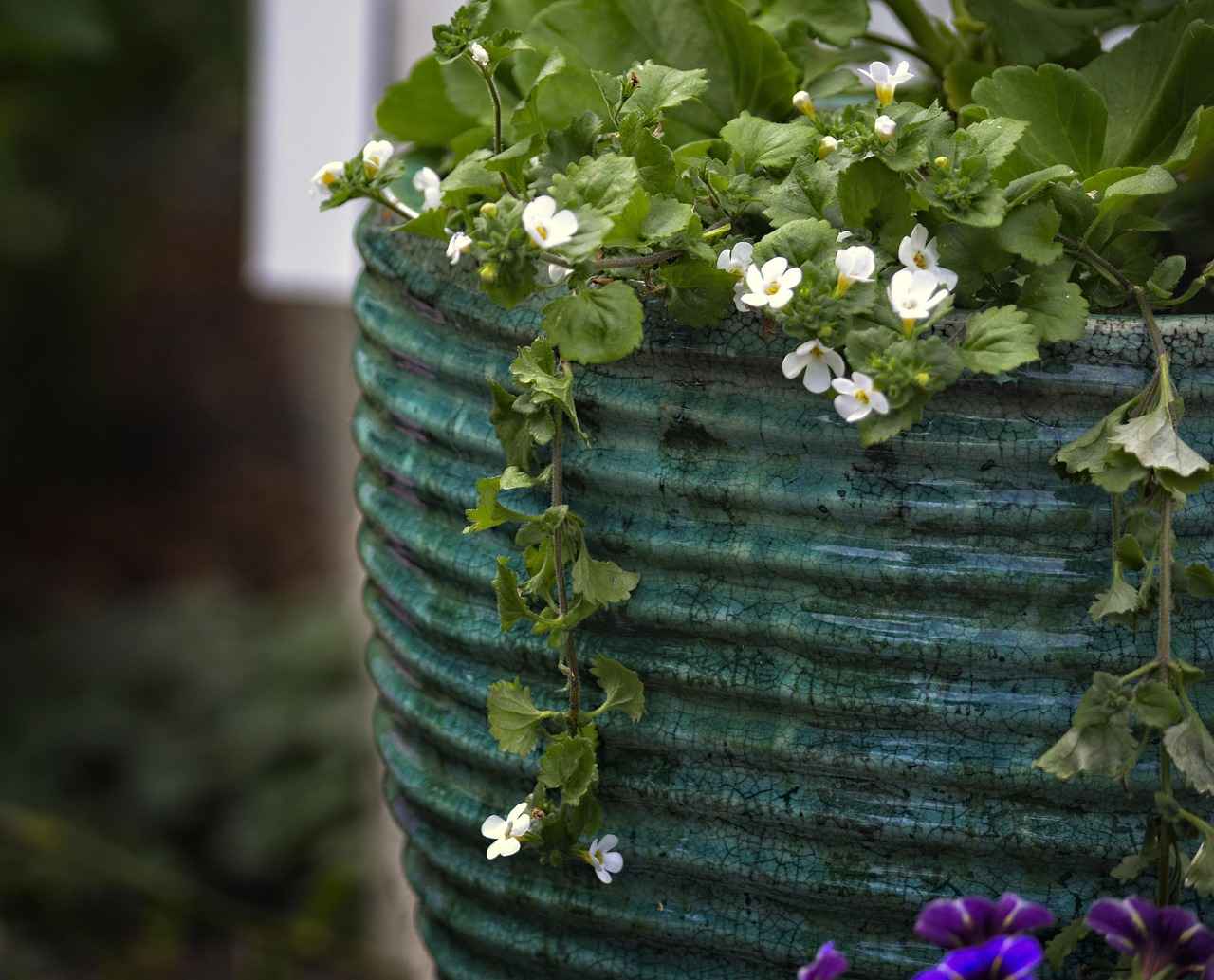 The Memory-Enhancing Benefits of Bacopa Monnieri
