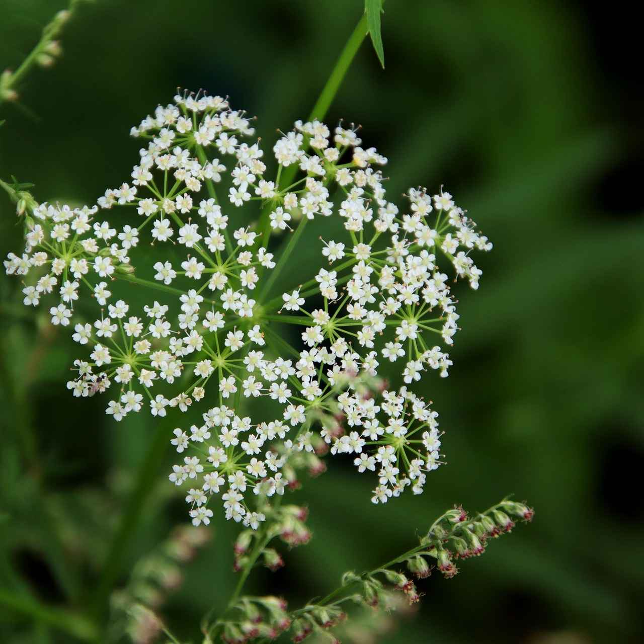 What is Bacopa Monnieri?