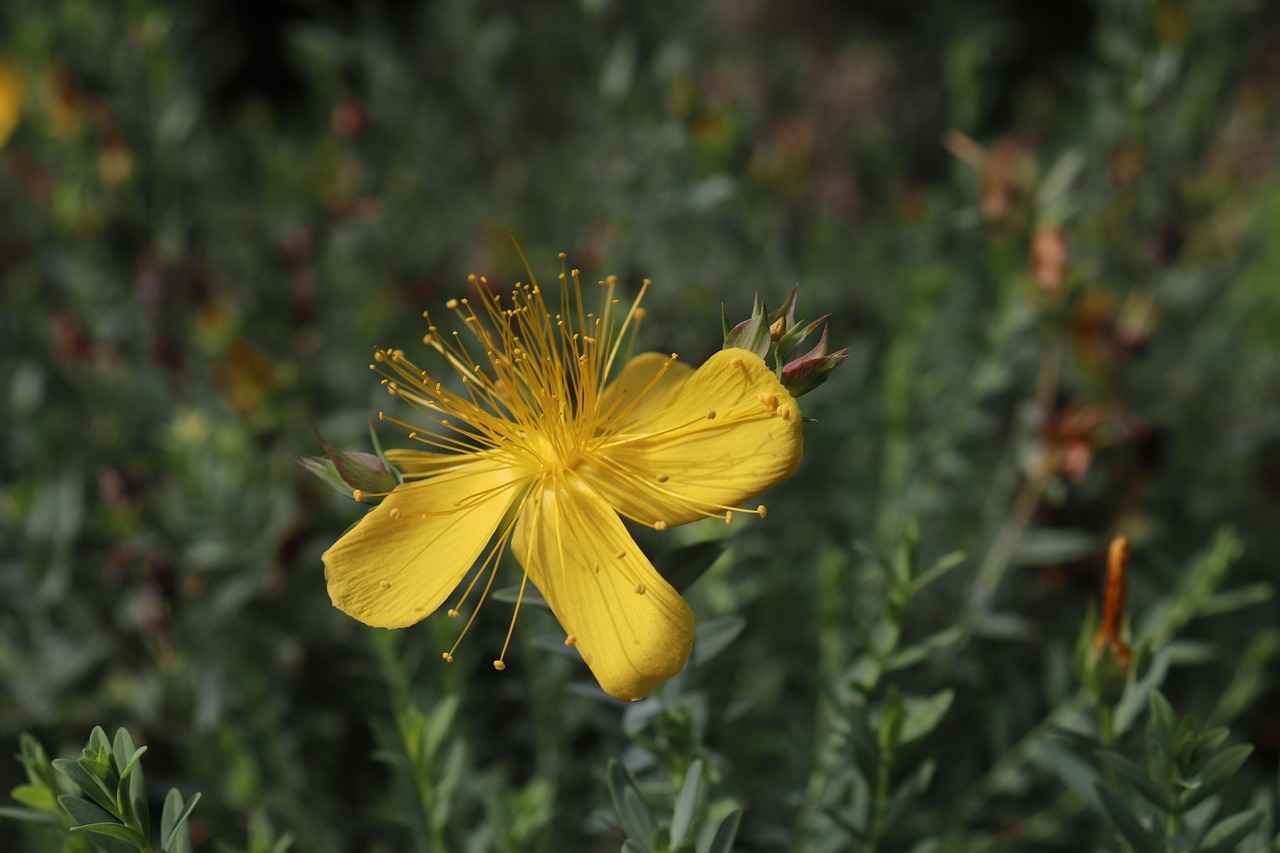 The Mood-Enhancing Properties of St. John's Wort