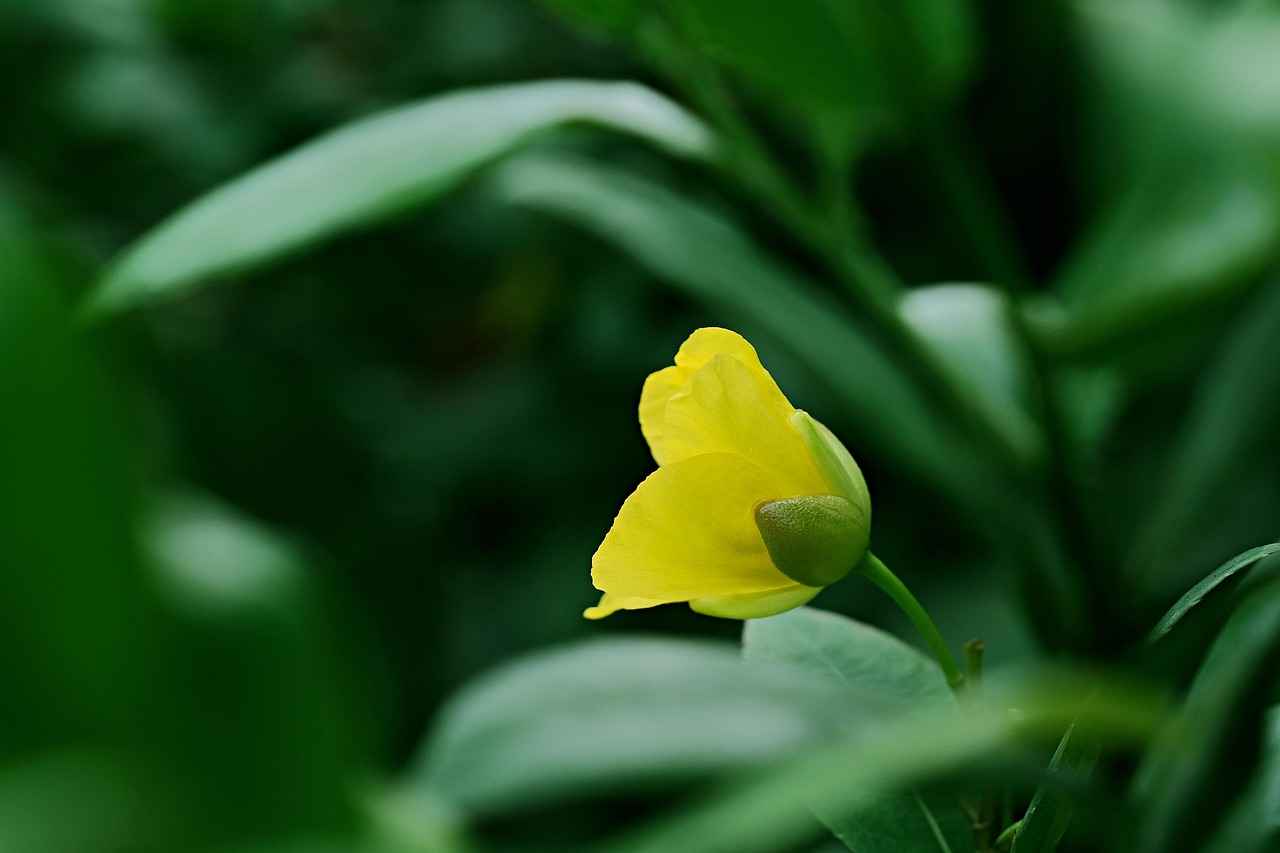 Potential Benefits of St. John's Wort