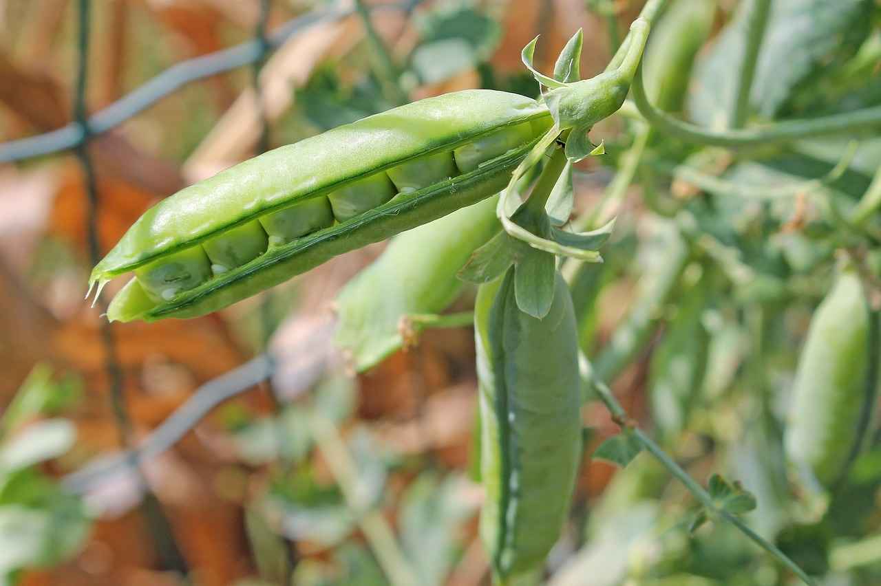 Benefits of Pea Protein for Muscle Building