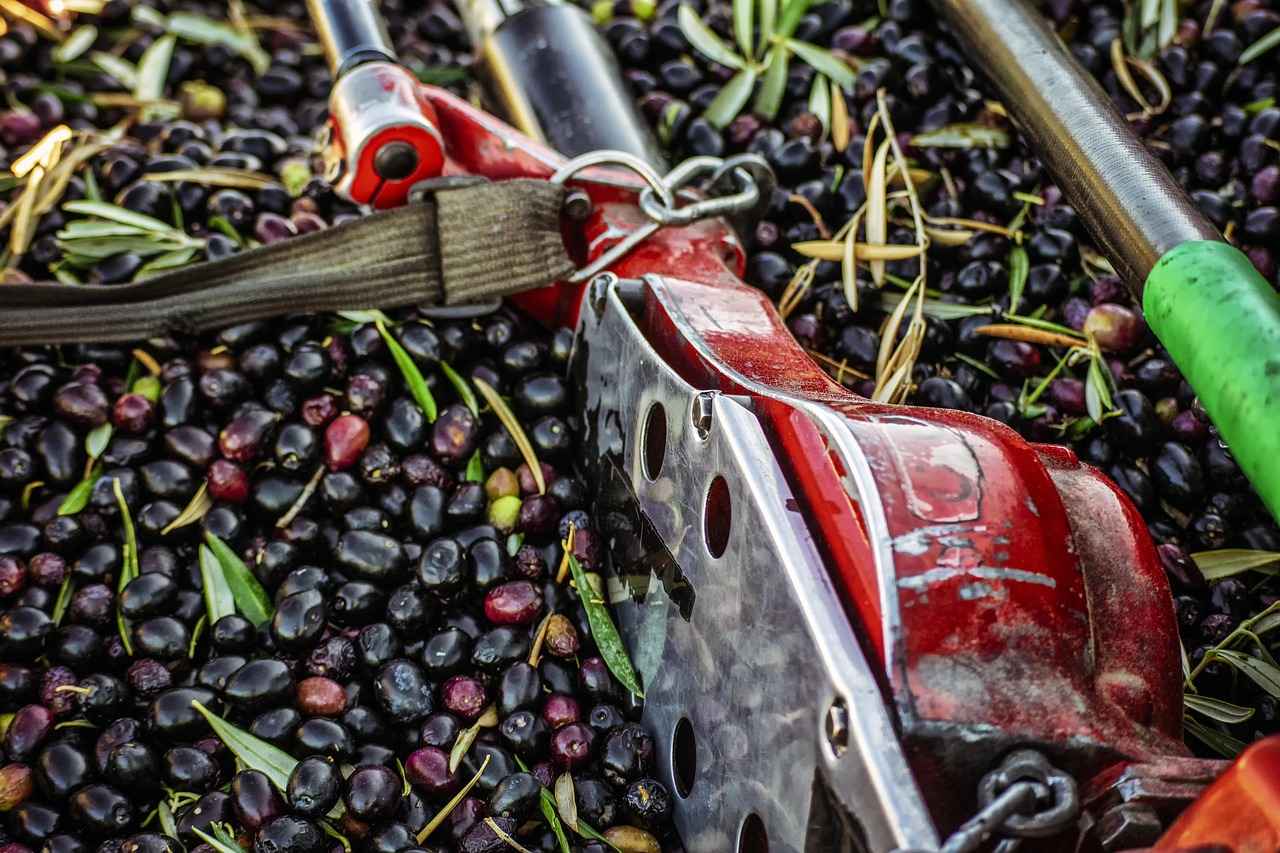 The Role of Olive Extracts in Heart Health and Longevity