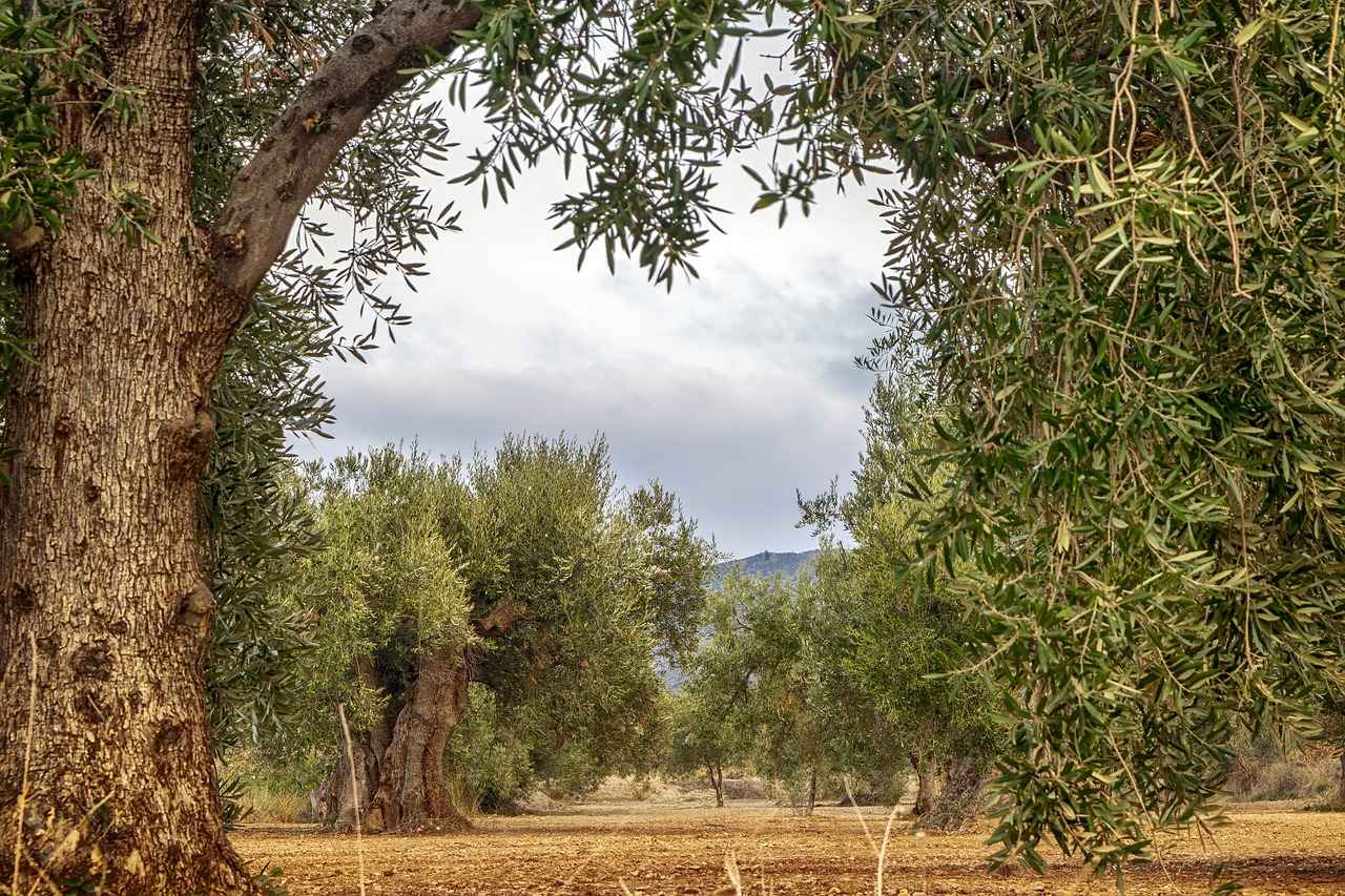 Practical Applications of Olive Extracts