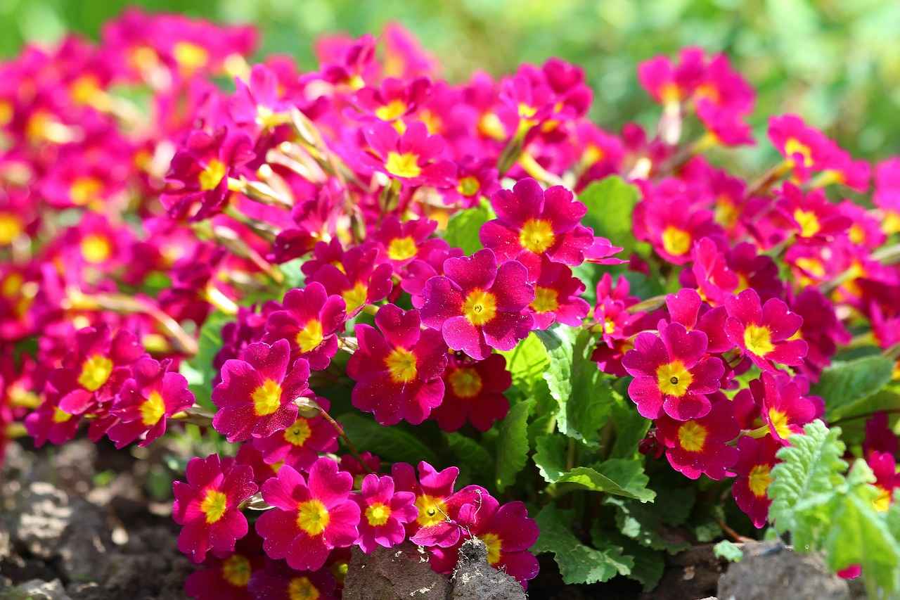 The Skin-Calming Benefits of Evening Primrose Oil