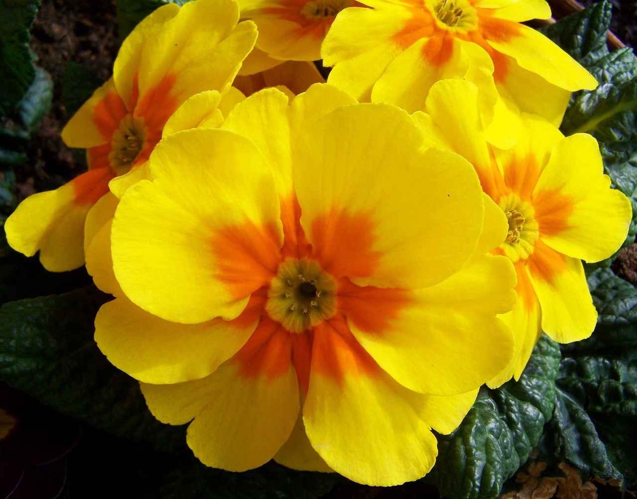 What is Evening Primrose Oil?