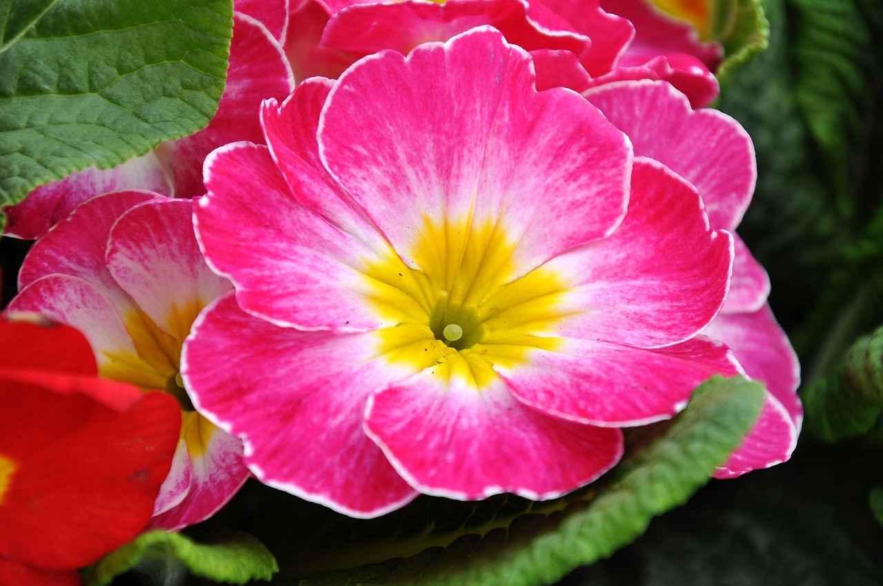 Conclusion: Embracing Evening Primrose Oil for Skin Health