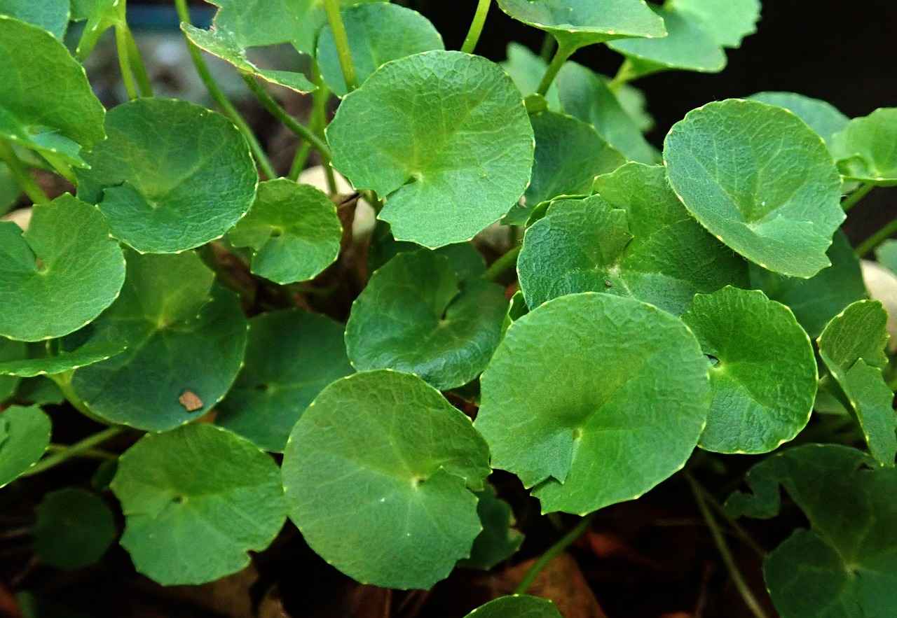 Skin Benefits of Gotu Kola