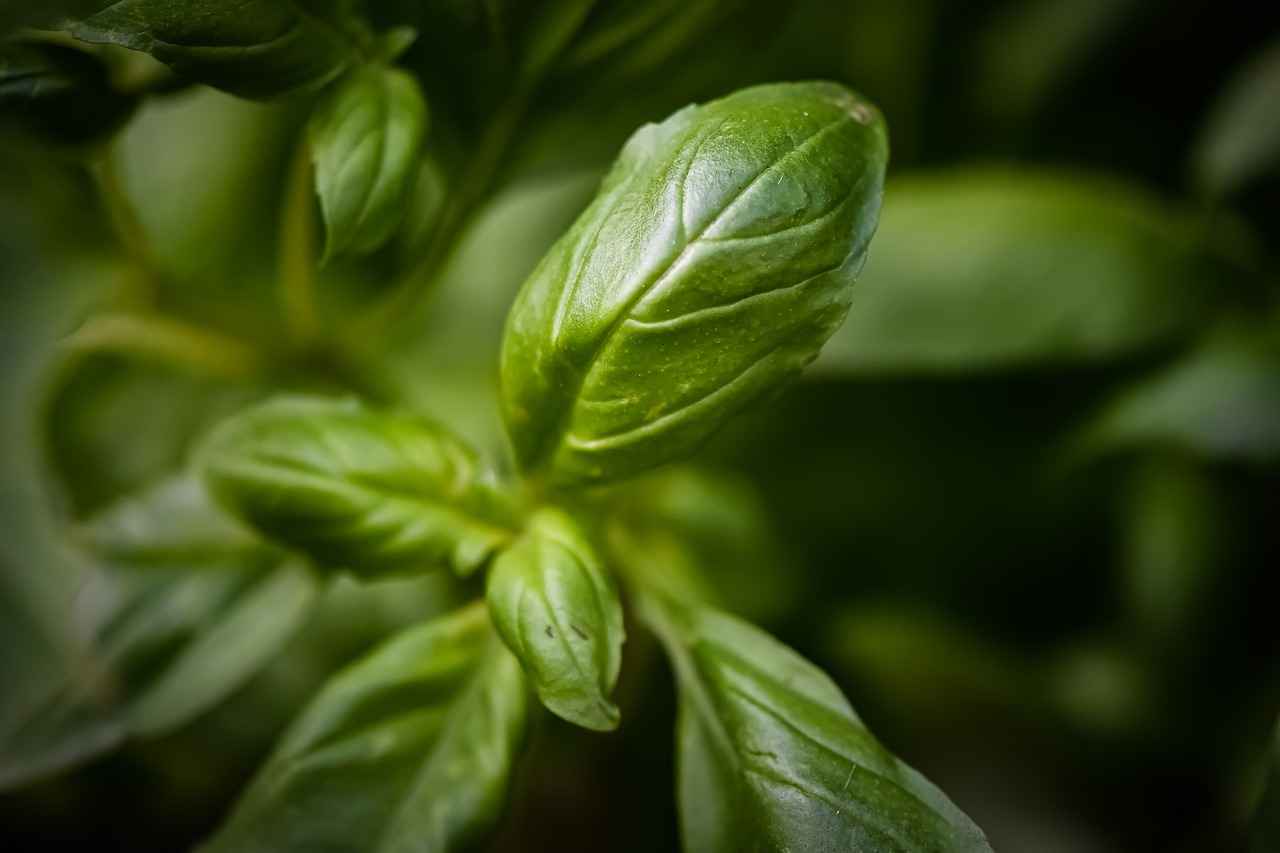 Potential Side Effects of Holy Basil