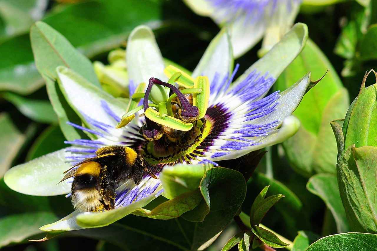 The Stress-Relieving Benefits of Passionflower