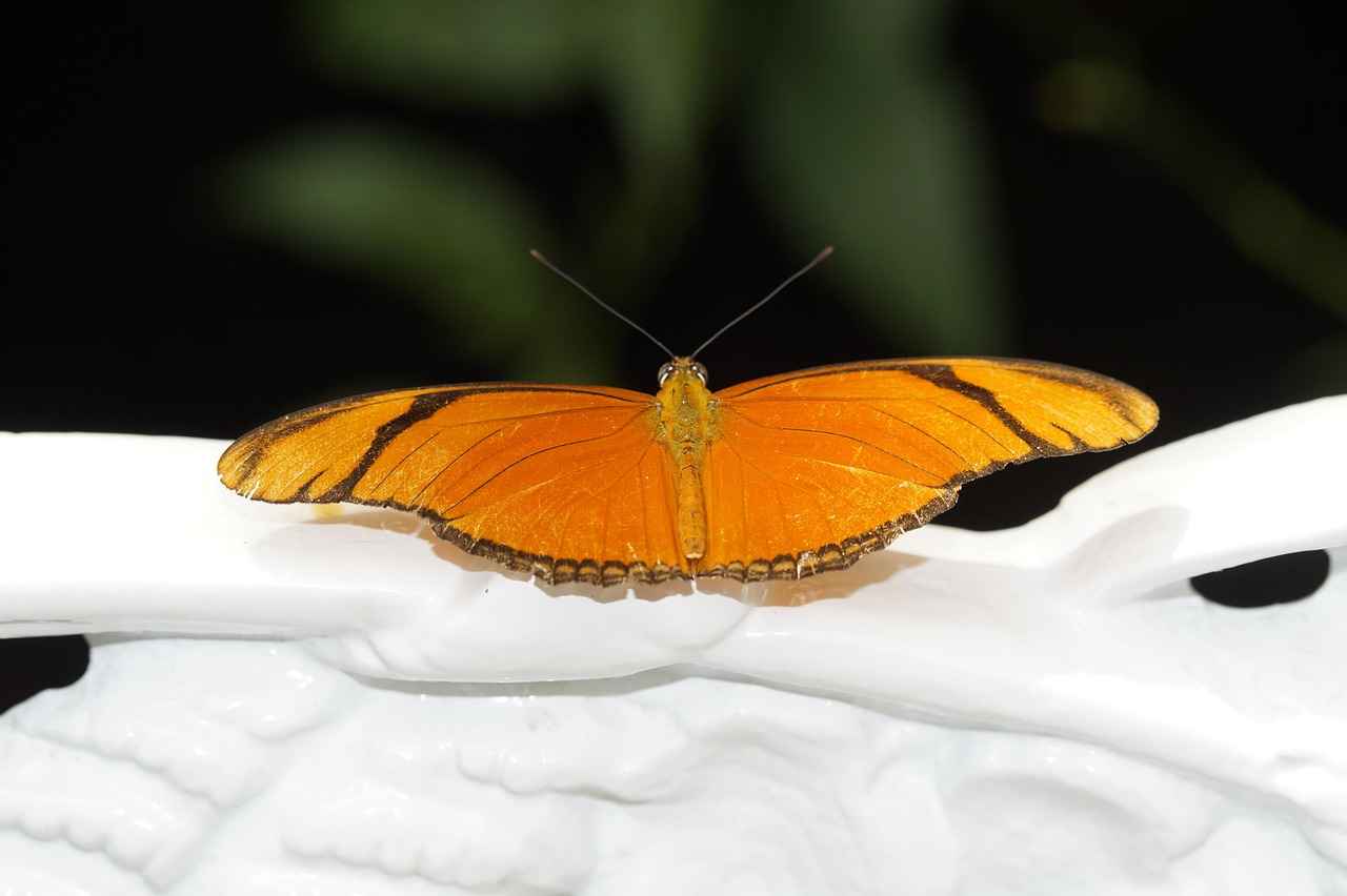 How Does Passionflower Work?
