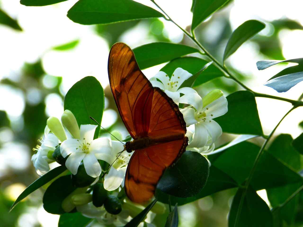 How to Use Passionflower