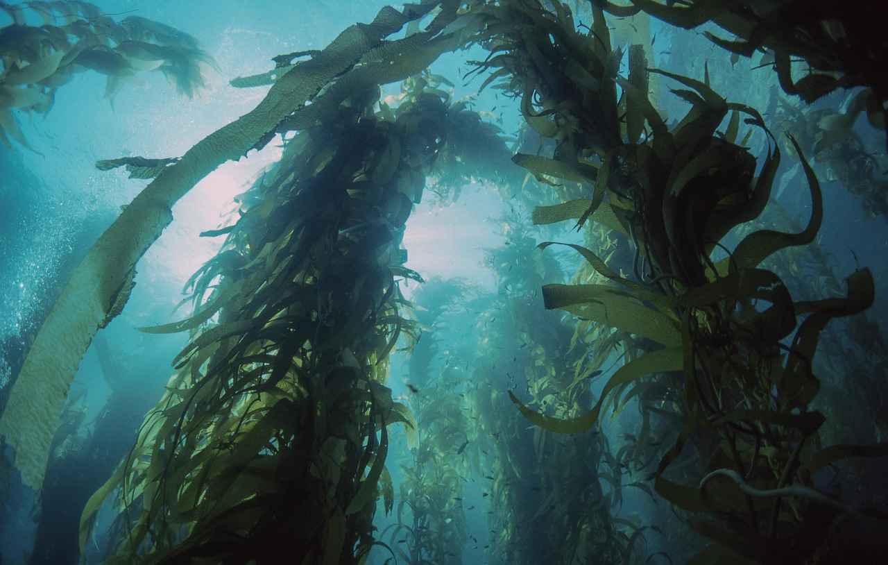 The Thyroid-Nourishing Benefits of Sea Kelp
