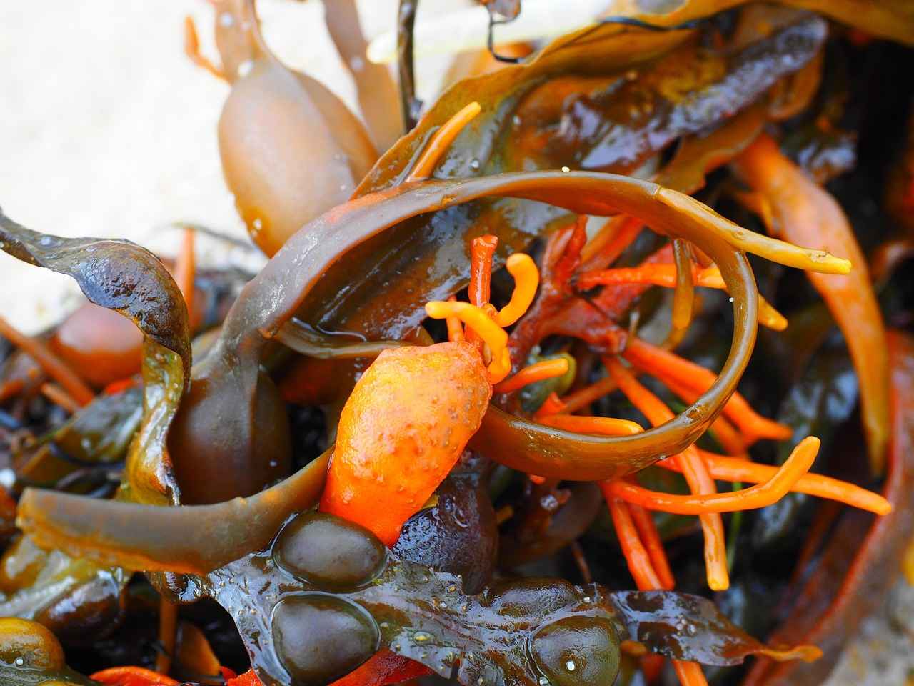 The Thyroid-Supporting Benefits of Bladderwrack