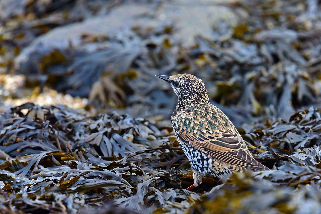 What is Bladderwrack?