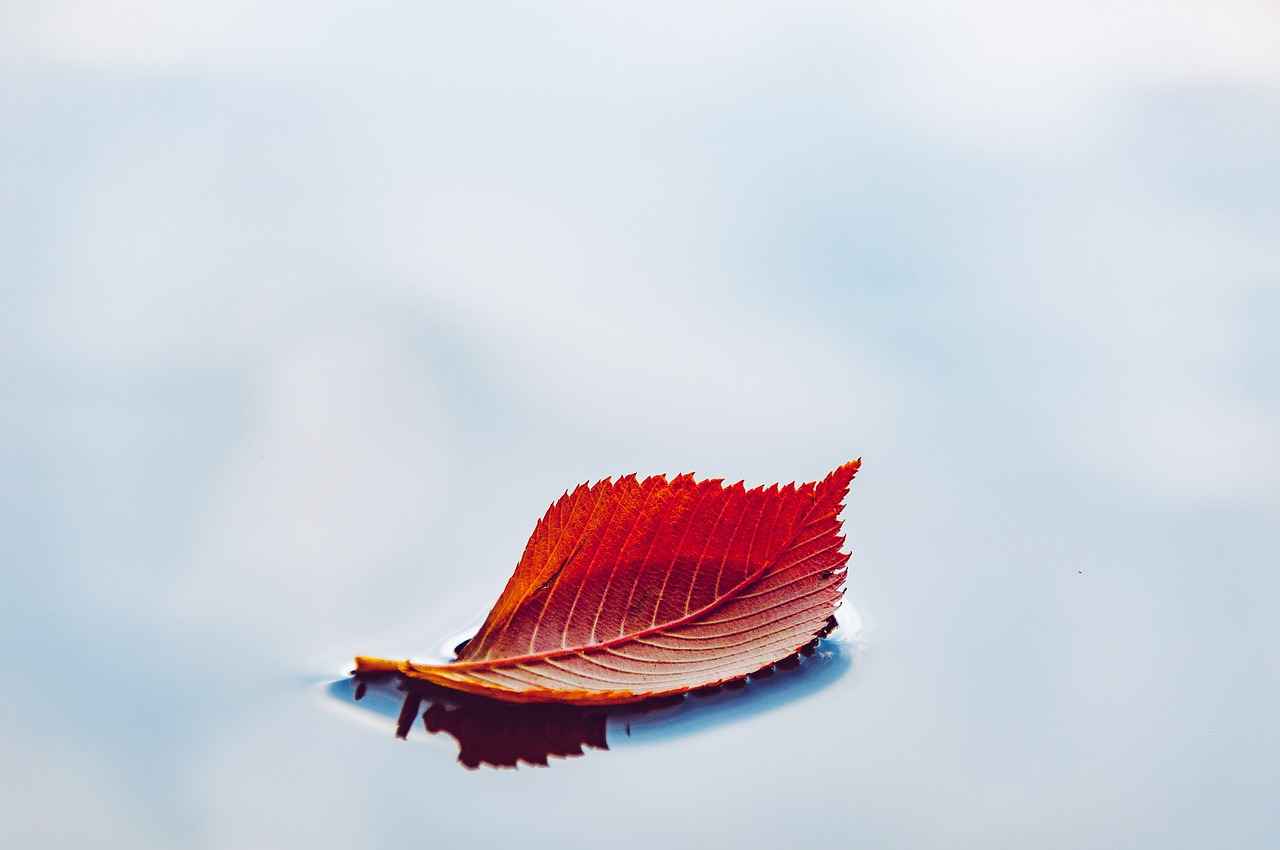 What is Olive Leaf Extract?