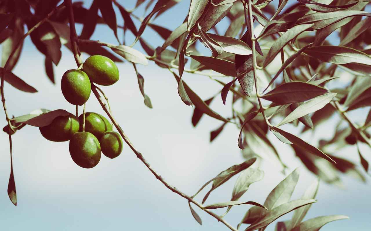 How to Use Olive Leaf Extract