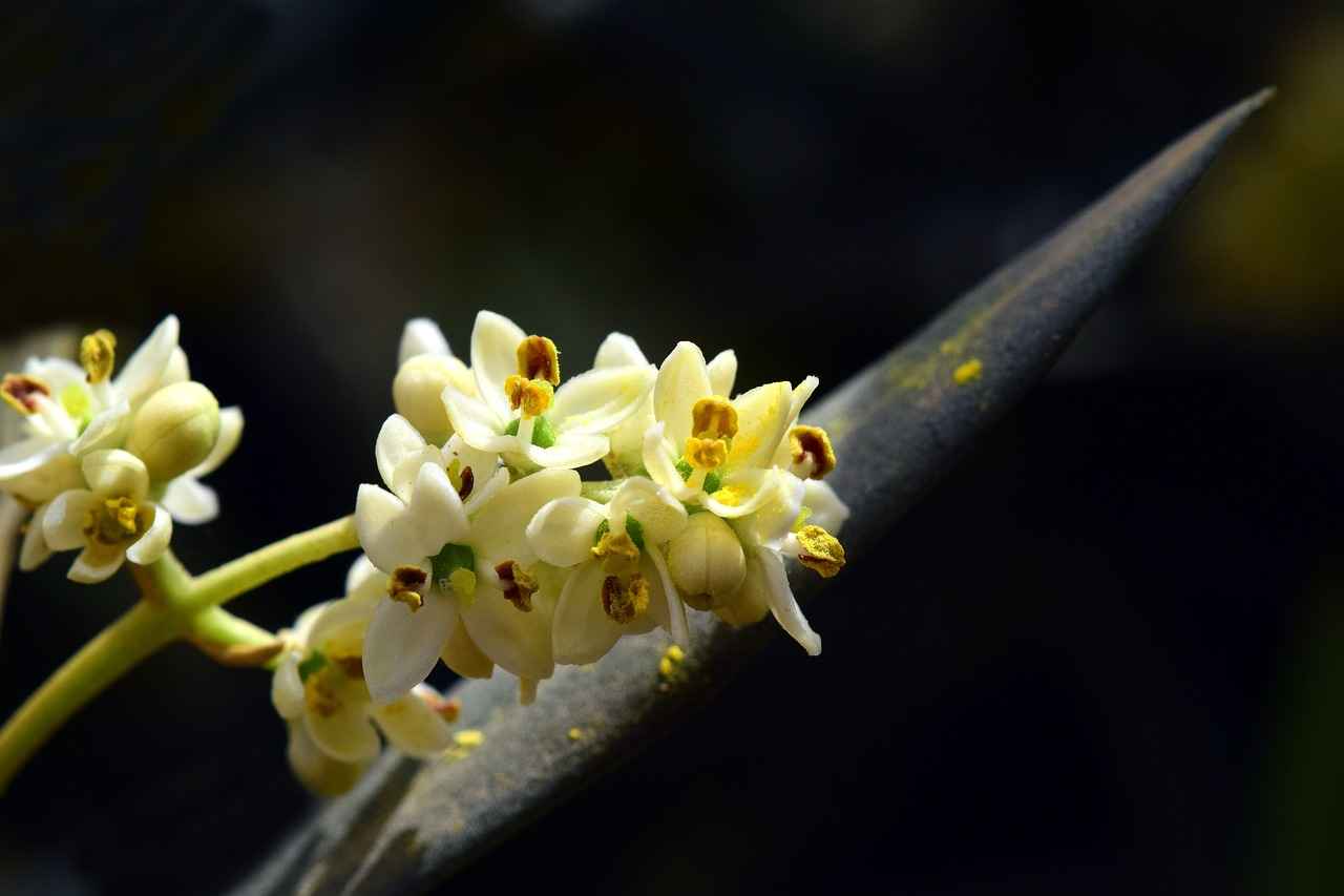 Historical Uses of Olive Leaf Extract