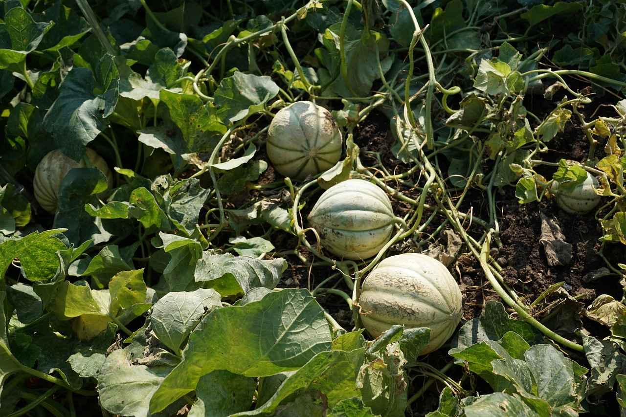 Conclusion: The Promise of Bitter Melon for Blood Sugar Management