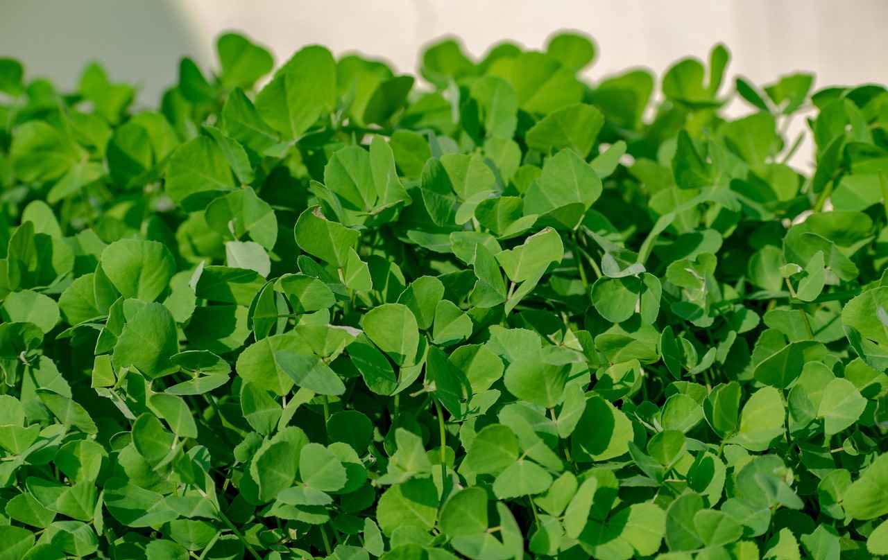 Fenugreek's Role in Hormonal Balance