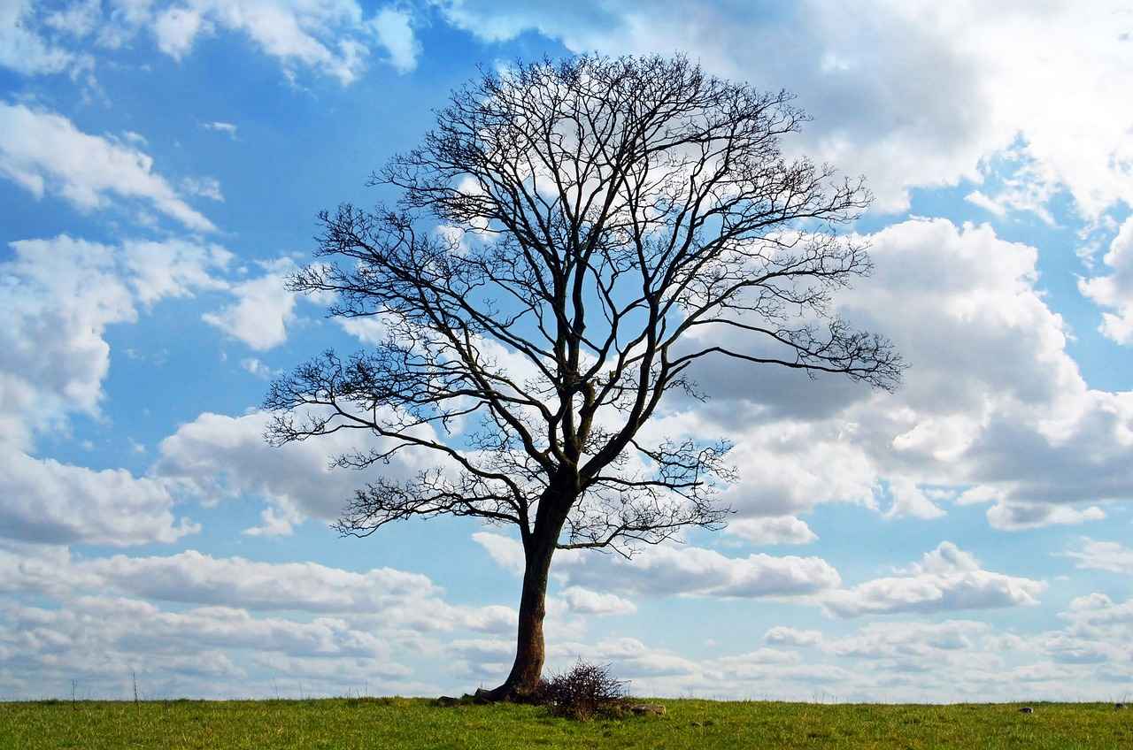 What is Neem?